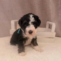 Twix - Tri-color female Bernedoodle puppy in Luana, Iowa from Country View Bernedoodles and Goldendoodles