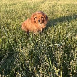 Rose - Red female Cavapoo puppy in Malad, Idaho from Sunny Hill Puppies