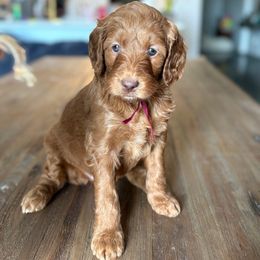 Maroon - Red  female Goldendoodle puppy in Buda, Texas from The Doods Spot *located in Buda, tx.*