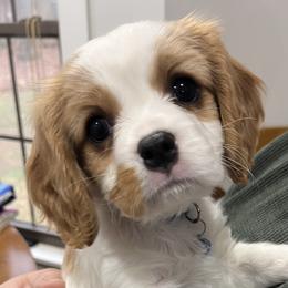 Alfie - Blenheim male Cavalier King Charles Spaniel puppy in Hixson, Tennessee from Erickson Cavaliers