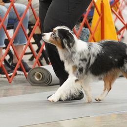 Miniature American Shepherd and Miniature Australian Shepherd All Grown Up from Taylor Made Aussies  & Taylor Made Miniature American Shepherd