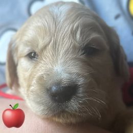 4 boys - Light golden male Golden Retriever puppy in Fisher, Illinois from Fidei Family Farms