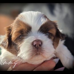 Legend - Liver and white male Shih Tzu puppy in Warren, Michigan from Danielle's Yorkie & Shih Tzu Babies