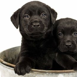 Labrador Retrievers from Hopeville Labradors