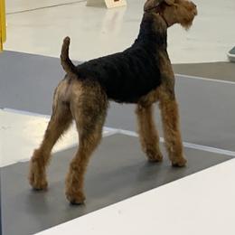 Airedale Terrier Puppies from Mystic’s Airedales