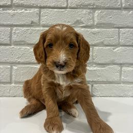 Green Boy - Apricot male Goldendoodle puppy in Thomasville, Georgia from South Georgia Golden Doodle Ranch LLC