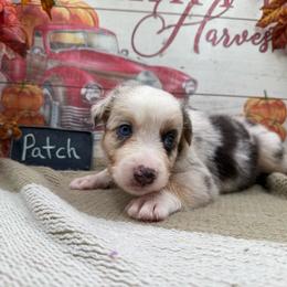 Patch - Blue merle male Australian Shepherd puppy in Purcell, Oklahoma from Lewis Aussie’s & Corgi’s