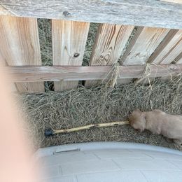 Golden Retriever Puppies from Collette's Goldens