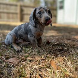Dachshund Puppies from A&R Dachshund