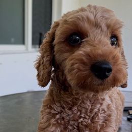Charla - Goldendoodle