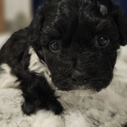 Bella - Black & white female Maltipoo puppy in Simpsonville, South Carolina from Bundle of Joy Maltipoo