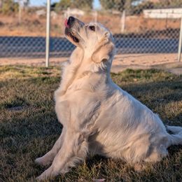 Star - Golden Retriever