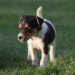 Bubbles - Tri-color female Jack Russell Terrier puppy in Menifee, California from Wendover Terriers