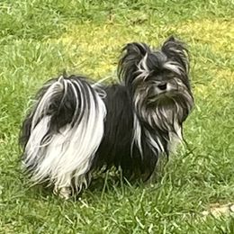 Biewer Terriers and Cairn Terriers from Rose Croft