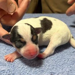 Coach - White black and tan male Rat Terrier puppy in Gonzales, Texas from Sunshine Deckers