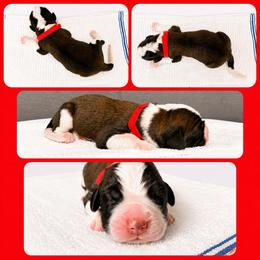 Male 3 - Red and white male Saint Bernard puppy in Albany, Georgia from Magnolia Saint Bernards