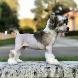 Chinese Crested Puppies from Halcyon Chinese Cresteds