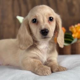 Thor - Cream male Dachshund puppy in Dothan, Alabama from Little House Pups