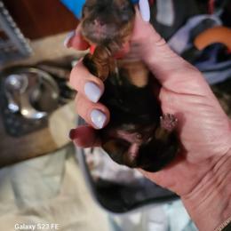 Girl 5 - Black and tan female Yorkshire Terrier puppy in Tacoma, Washington from Anks Toys Yorkshire terriers