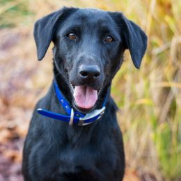 Ginnie - Labrador Retriever