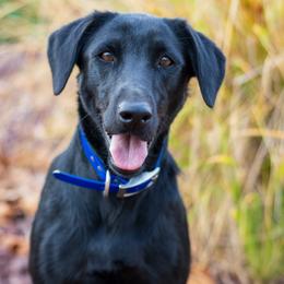 Ginnie - Labrador Retriever