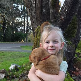 Harvey   (Harvest Party) - Dark golden male Golden Retriever puppy in Lebanon, Oregon from Soda Springs Kennel