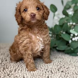 Blaze - Red male Cavapoo puppy in Norton Shores, Michigan from Dune Pack Doodles and Poodles