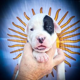 Girl 1 Grace O'Malley - White female Dogo Argentino puppy in San Diego, California from Debonair Dogos