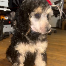 Celeste - Phantom female Poodle puppy in Toledo, Ohio from Exquisite Dalmatians & Poodles
