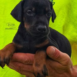 Boy 4 - Black and rust male Doberman Pinscher puppy in China Township, Michigan from Snell's Superior Kennel Dobermann & GSP