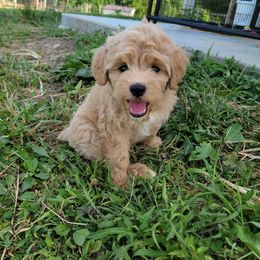Schnoodle Puppies from RR Schnoodles