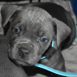 Sky - Gray brindle female Cane Corso puppy in Sault Ste Marie, Michigan from Willow Creek Cane Corsos