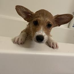 Australian Shepherd and Pembroke Welsh Corgi Puppies from Morehead Family Dogs