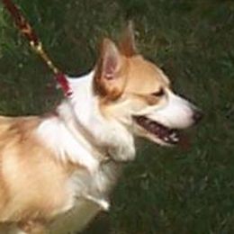 Pepper - Pembroke Welsh Corgi