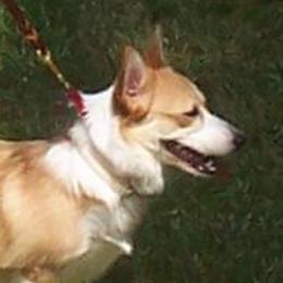 Pepper - Pembroke Welsh Corgi