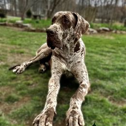 Danilo - Great Dane
