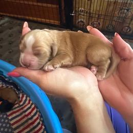 Dark blonde - Red male Cocker Spaniel puppy in Columbia, South Carolina from Fleur de Lis Cockers- Cuchna Cockers