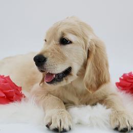 Golden Retriever Puppies from Golden Meadows of Utah