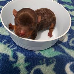 Ckc Chocolate Boy - Chocolate, tan and white male Yorkshire Terrier puppy in Lakeland, Florida from You Me & The Yorkies
