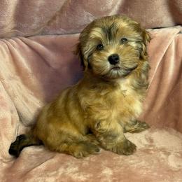 Pepper - Red male Havanese puppy in Maryville, Missouri from Dreamworks Havanese