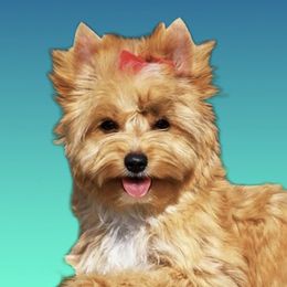 Bella  - Biewer Terrier