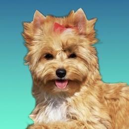 Bella  - Biewer Terrier