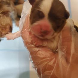 Harley - Chocolate female Havanese puppy in Wasco, California from Havaneses de Santillan