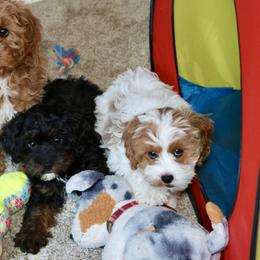 Bernedoodle and Cavapoo Puppies from Lawler’s Legacy Litters