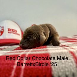 Red Collar - Chocolate male Labrador Retriever puppy in Alvin, Texas from Red Retrievers
