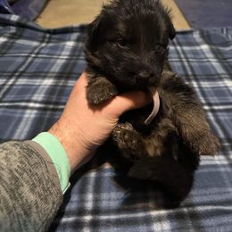 German Shepherd All Grown Up from Von Freimeier Kennels