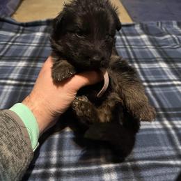 German Shepherd All Grown Up from Von Freimeier Kennels