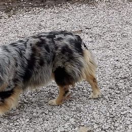 Miniature Australian Shepherd Puppies from KJs Rockin Aussies