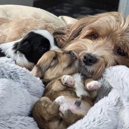 Havanese Puppies from Juniper Grove Havanese