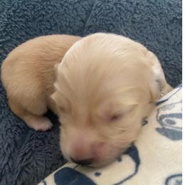 Carter -black collar - Cream male Dachshund puppy in Lake Mary, Florida from Lakeside Doxies